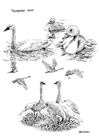 Página para colorir cisnes