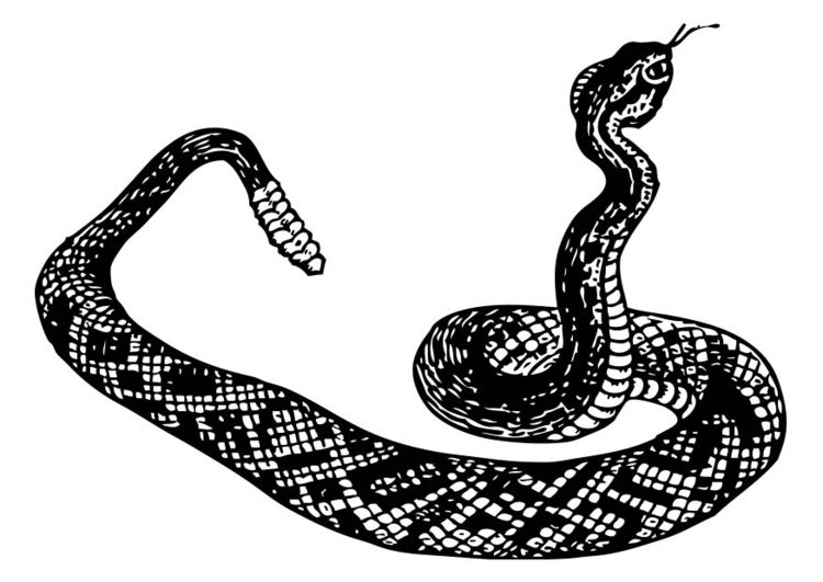 Desenho de Serpente cascavel para Colorir - Colorir.com