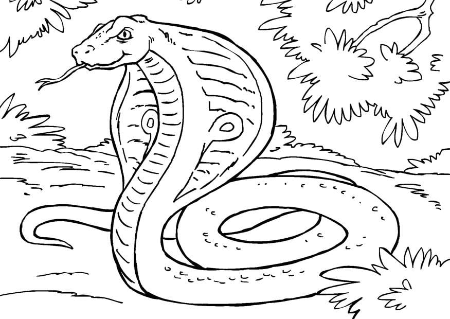 Desenho de Animais Para Colorir de Cobra 