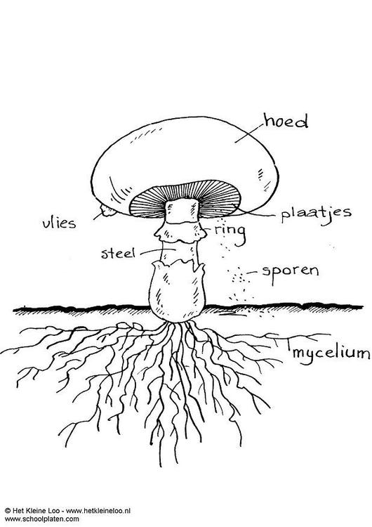 cogumelo