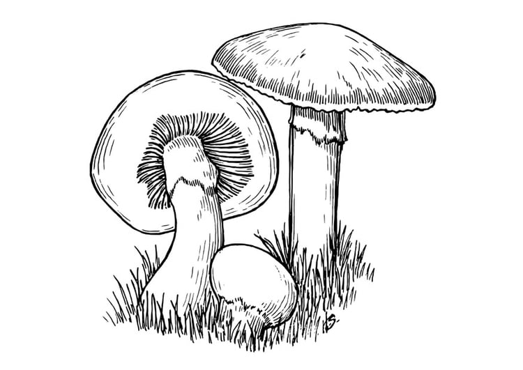 Página para colorir cogumelos