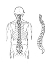 P�ginas para colorir coluna vertebral 