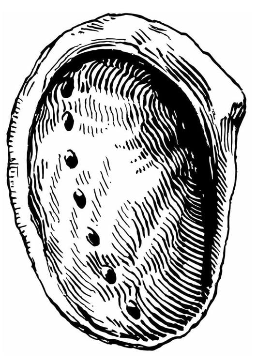 concha - abalones
