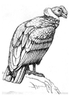 condor 