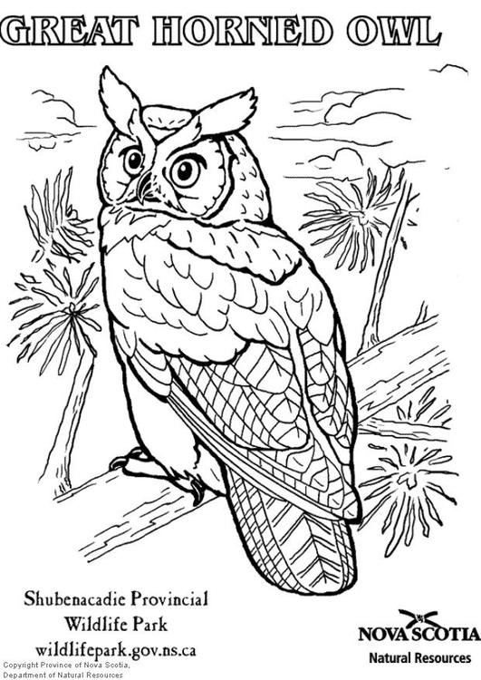 coruja americana 