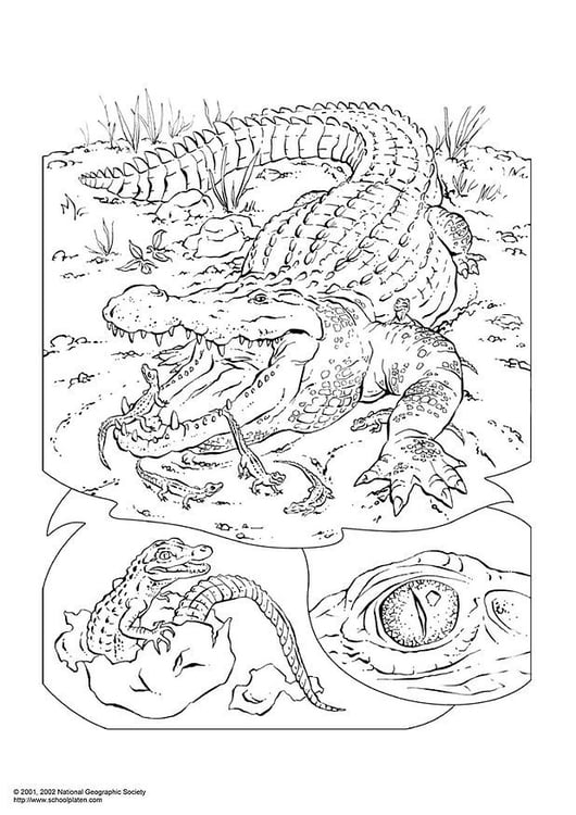Página para colorir crocodilo