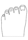 dedos dos pés