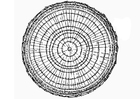 paginas-para-colorir dendrocronologia