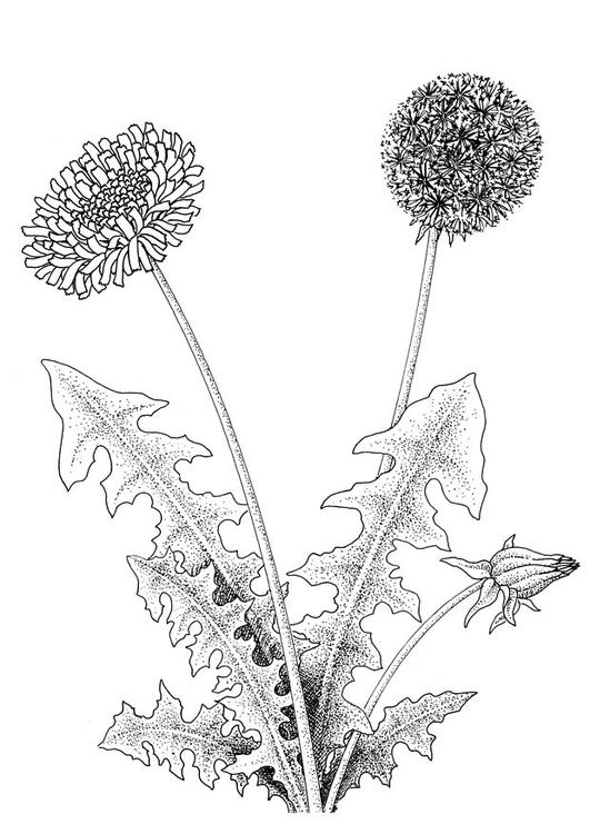 dente-de-leÃ£o