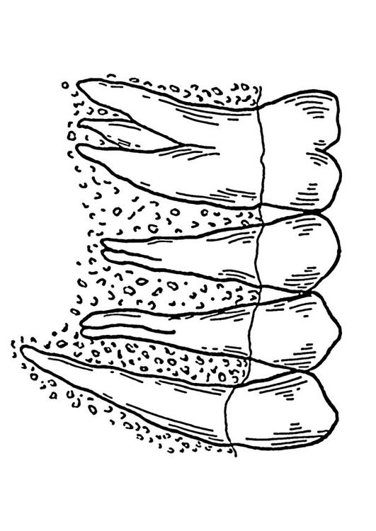 dentes