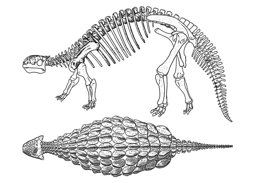 Desenho Para Colorir dinossauro - anquilossauro - Imagens Grátis