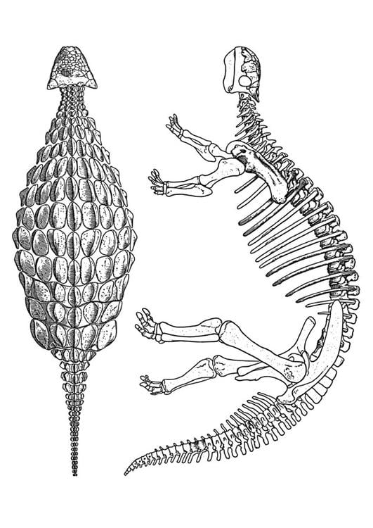 Desenho Para Colorir dinossauro - anquilossauro - Imagens Grátis Para  Imprimir - img 27630