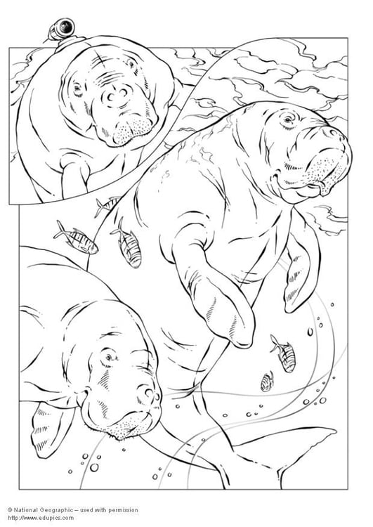 Página para colorir dugongos