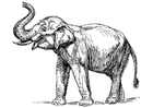 Página para colorir elefante da Ãndia 