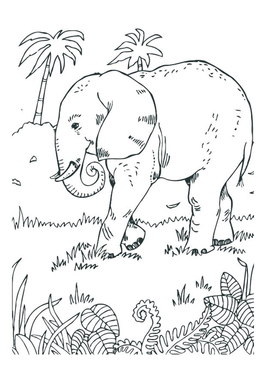 Página para colorir elefante