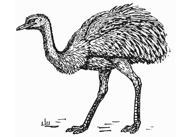 Página para colorir emu - avestruz 