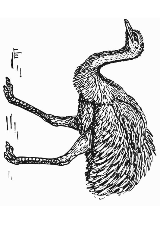 emu - avestruz 