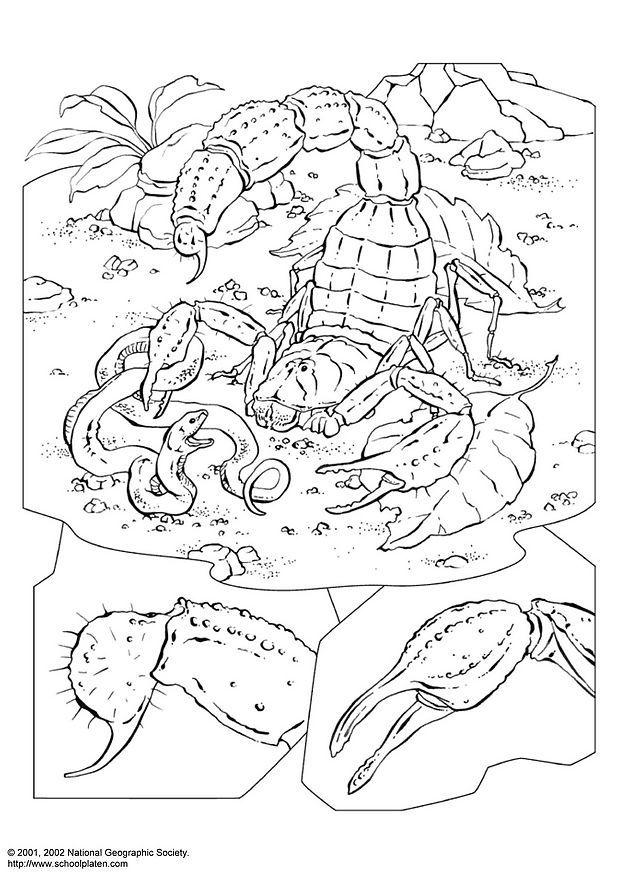 Página para colorir escorpiÃ£o