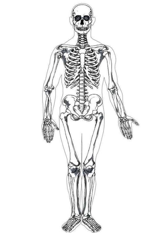 Página para colorir esqueleto humano