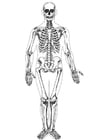 Página para colorir esqueleto humano