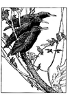 paginas-para-colorir estorninhos 