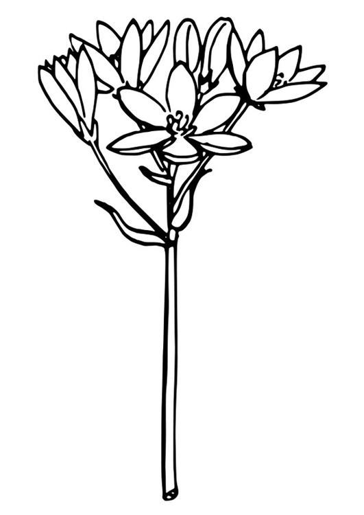 Página para colorir estrela de belÃ©m