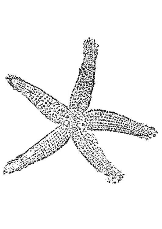 estrela do mar