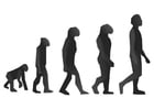 evolução 