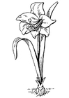flor - amarílis 