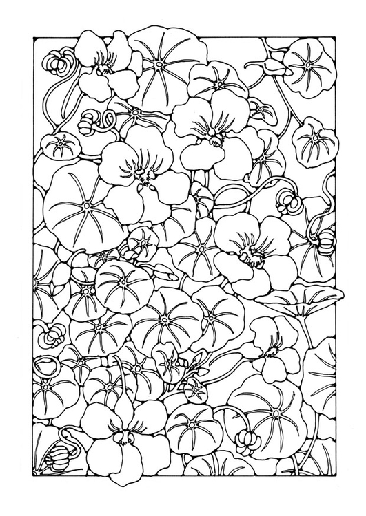 Página para colorir flor de agriÃ£o
