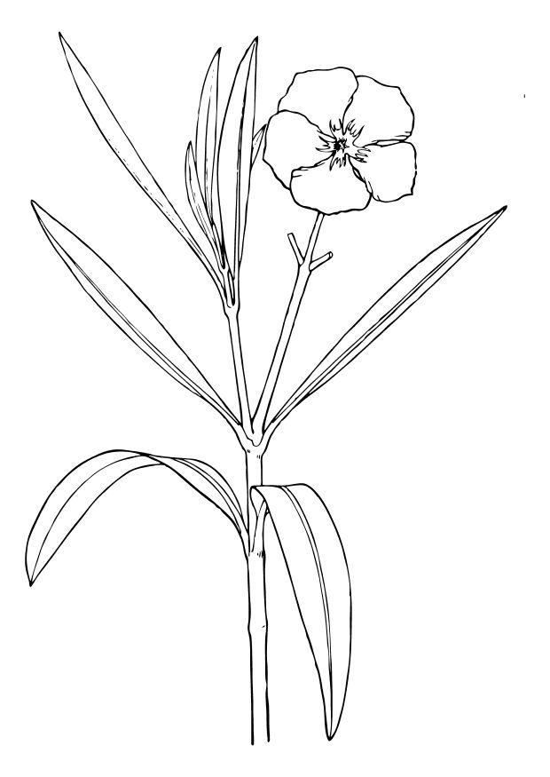 Página para colorir flor - oleandro