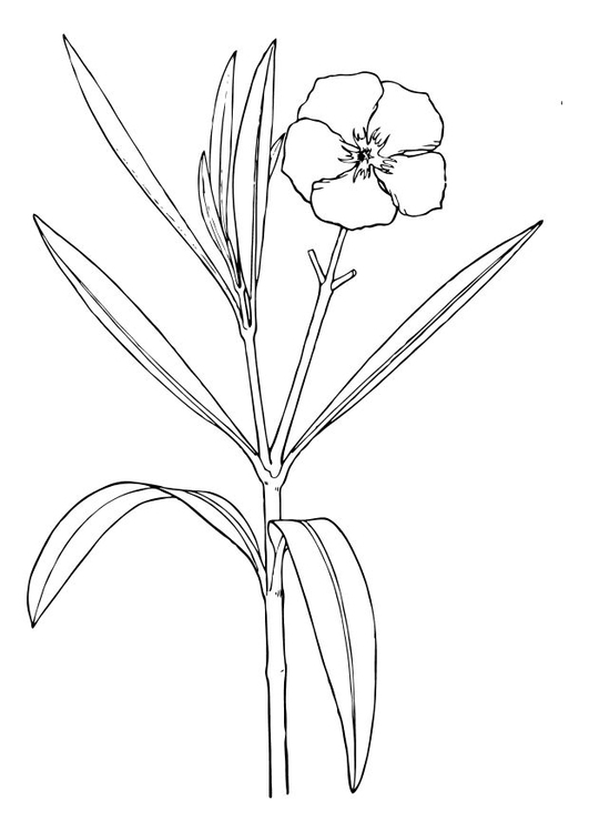 Página para colorir flor - oleandro