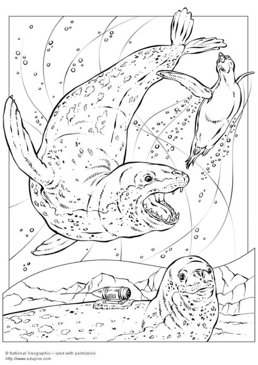Página para colorir foca leopardo