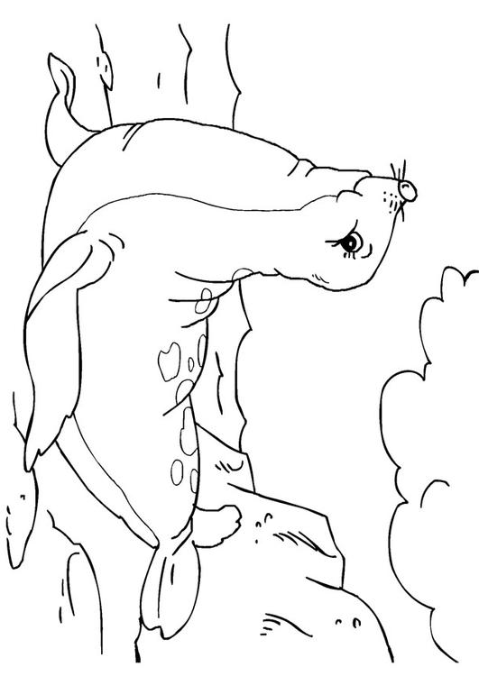foca