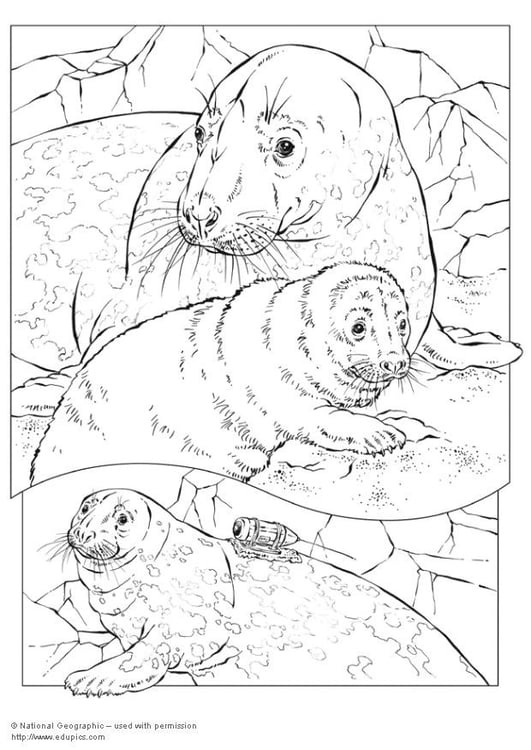 Página para colorir focas cinza