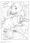 Página para colorir focas cinza
