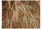 Foto fogos de artifÃcio