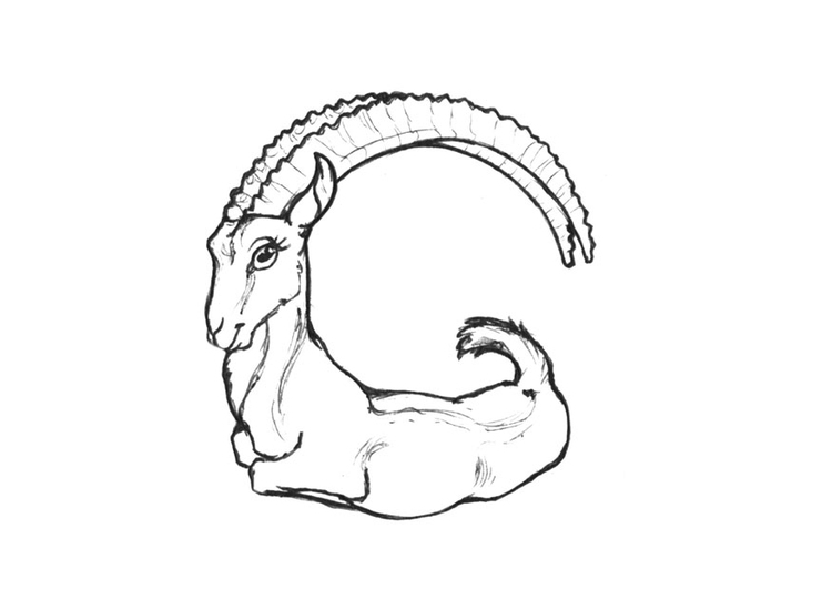 Página para colorir g-goat