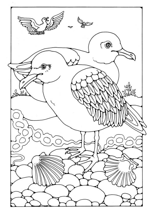 Página para colorir gaivotas 
