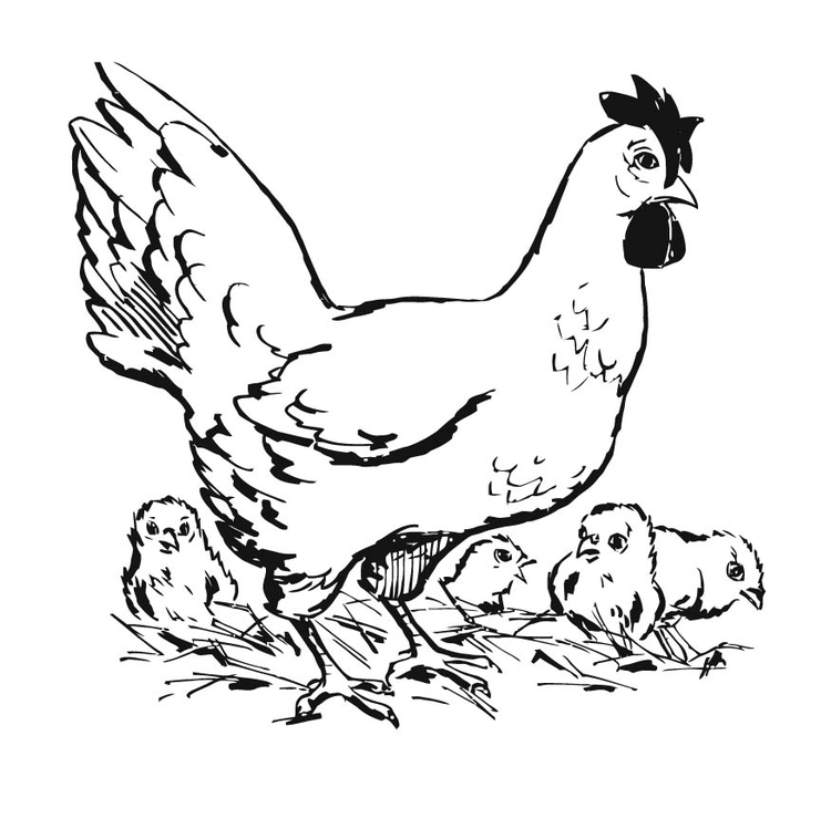 Página para colorir galinha com pintinhos