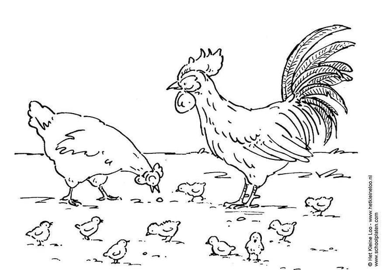 Página para colorir galo, galinha e pintinhos