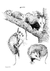 paginas-para-colorir gambá