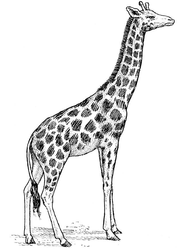 Página para colorir girafa 