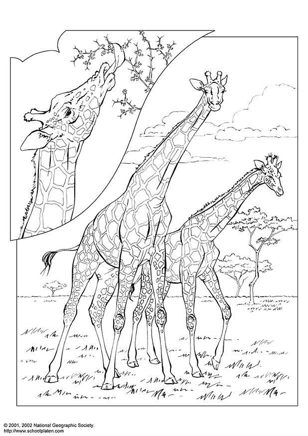 Página para colorir girafa