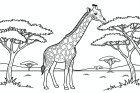 girafa na savana