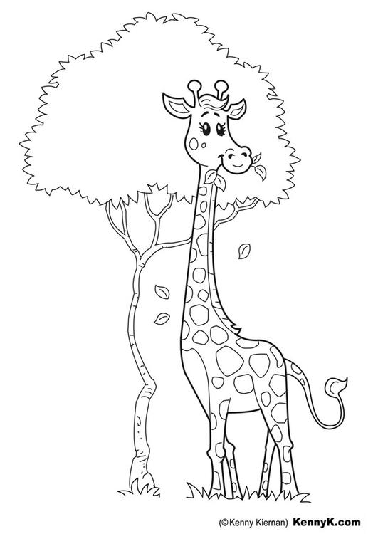 girafa 