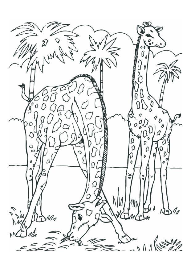 Página para colorir girafas