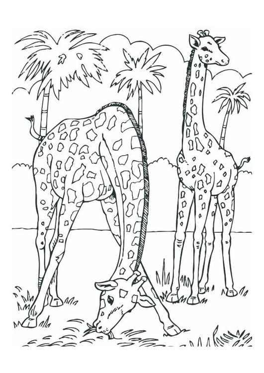 girafas
