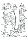 P�ginas para colorir girafas