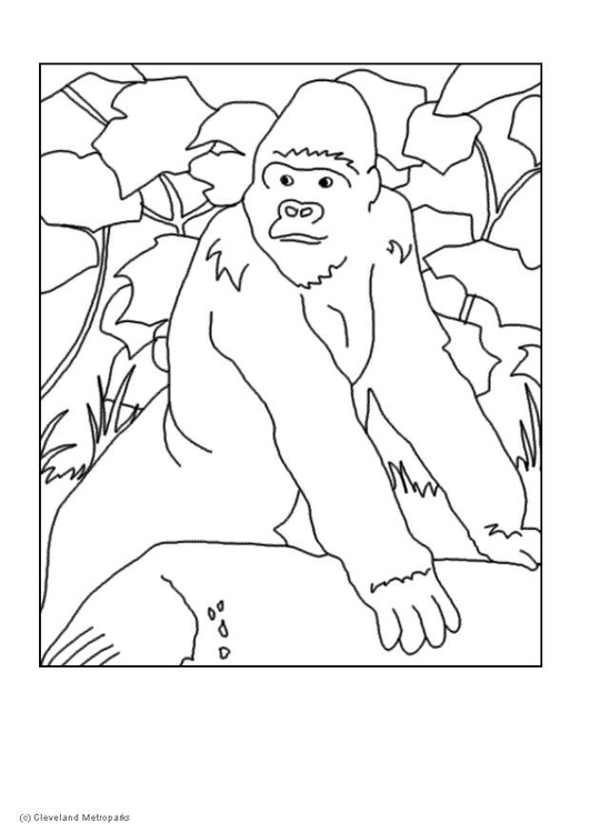 Página para colorir gorila